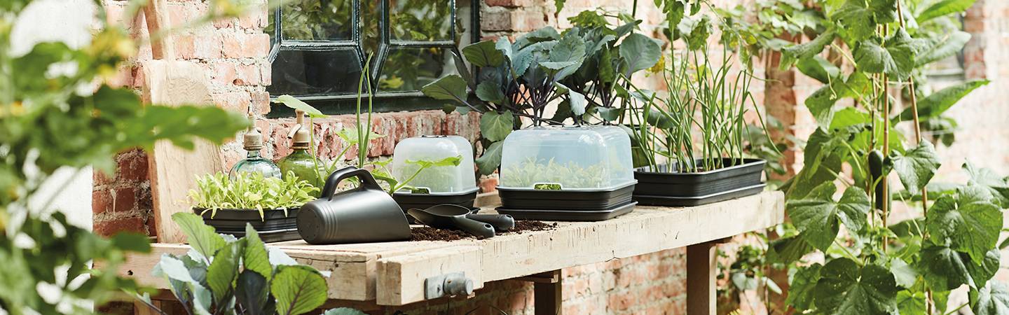 green basics anzucht schale s laubgrün